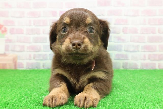 千葉県のチワックス(チワワ×ダックス) (Coo&RIKU市原店/2025年11月23日生まれ/女の子/チョコレートタン)の子犬の1枚目の画像