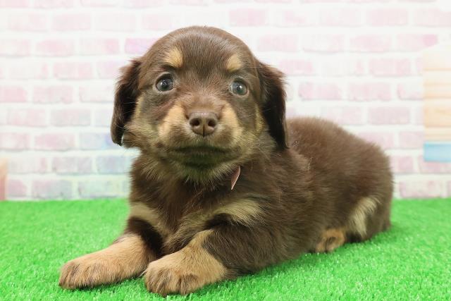 千葉県のチワックス(チワワ×ダックス) (Coo&RIKU市原店/2025年11月23日生まれ/女の子/チョコレートタン)の子犬の2枚目の画像