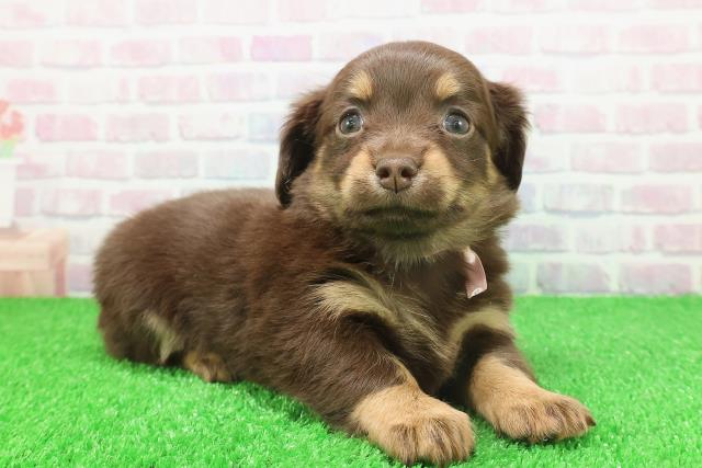 千葉県のチワックス(チワワ×ダックス) (Coo&RIKU市原店/2025年11月23日生まれ/女の子/チョコレートタン)の子犬の3枚目の画像