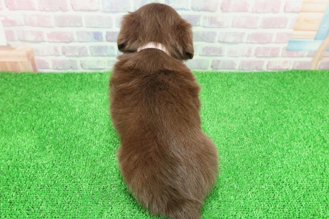 千葉県のチワックス(チワワ×ダックス) (Coo&RIKU市原店/2025年11月23日生まれ/女の子/チョコレートタン)の子犬の4枚目の画像