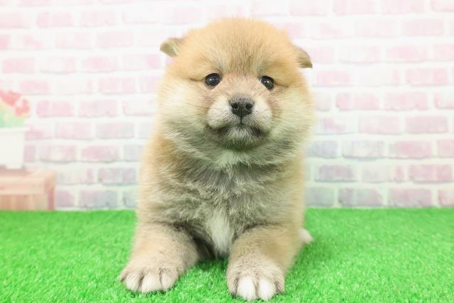 群馬県のポメ柴/豆ポメ/ポメ豆柴(ポメラニアン×柴犬) (Coo&RIKU前橋店/2025年11月25日生まれ/女の子/赤)の子犬の1枚目の画像