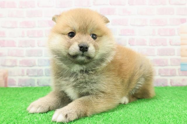 群馬県のポメ柴/豆ポメ/ポメ豆柴(ポメラニアン×柴犬) (Coo&RIKU前橋店/2025年11月25日生まれ/女の子/赤)の子犬の2枚目の画像