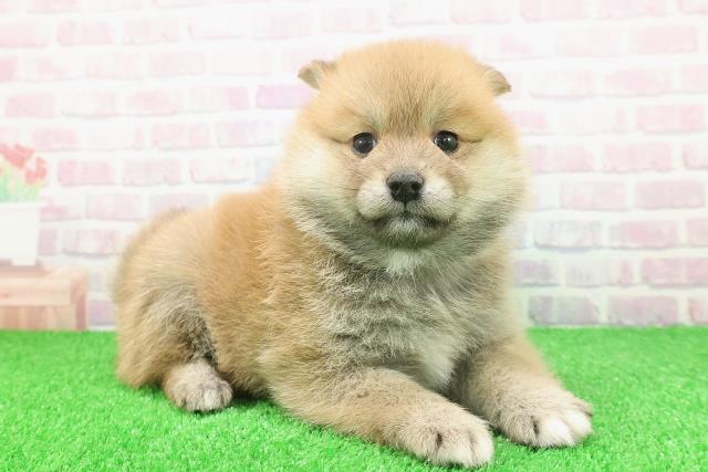 群馬県のポメ柴/豆ポメ/ポメ豆柴(ポメラニアン×柴犬) (Coo&RIKU前橋店/2025年11月25日生まれ/女の子/赤)の子犬の3枚目の画像