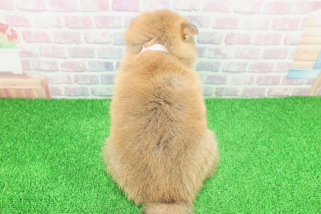 群馬県のポメ柴/豆ポメ/ポメ豆柴(ポメラニアン×柴犬) (Coo&RIKU前橋店/2025年11月25日生まれ/女の子/赤)の子犬の4枚目の画像