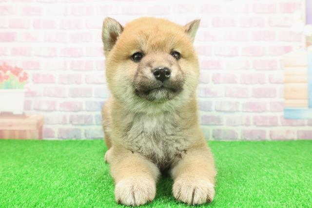 神奈川県の柴犬(標準サイズ) (Coo&RIKU横浜青葉店/2025年11月20日生まれ/男の子/赤)の子犬の1枚目の画像