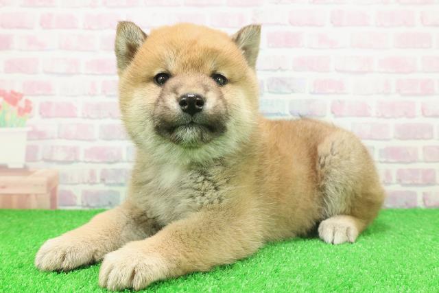 神奈川県の柴犬(標準サイズ) (Coo&RIKU横浜青葉店/2025年11月20日生まれ/男の子/赤)の子犬の2枚目の画像