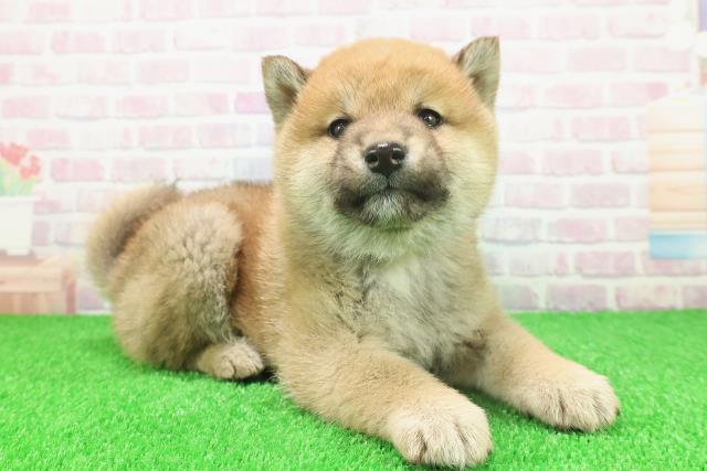 神奈川県の柴犬(標準サイズ) (Coo&RIKU横浜青葉店/2025年11月20日生まれ/男の子/赤)の子犬の3枚目の画像