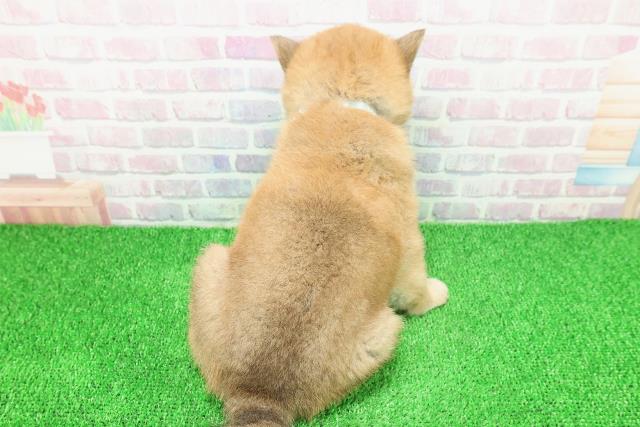 神奈川県の柴犬(標準サイズ) (Coo&RIKU横浜青葉店/2025年11月20日生まれ/男の子/赤)の子犬の4枚目の画像