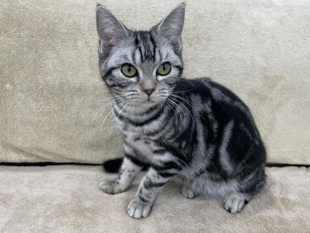 アメリカンショートヘアー