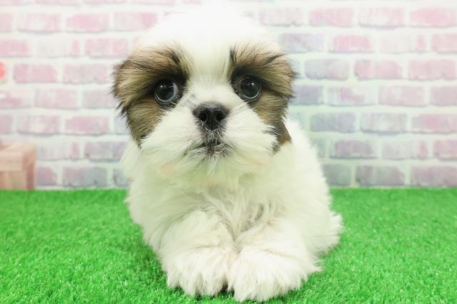 東京都のシーズー (Coo&RIKU足立本店/2025年11月19日生まれ/男の子/ホワイトゴールド)の子犬の1枚目の画像