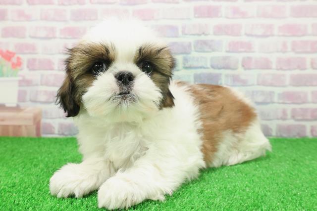 東京都のシーズー (Coo&RIKU足立本店/2025年11月19日生まれ/男の子/ホワイトゴールド)の子犬の2枚目の画像