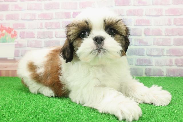 東京都のシーズー (Coo&RIKU足立本店/2025年11月19日生まれ/男の子/ホワイトゴールド)の子犬の3枚目の画像