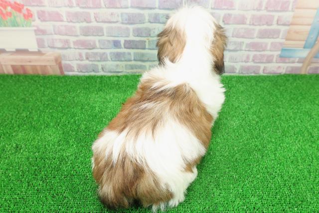 東京都のシーズー (Coo&RIKU足立本店/2025年11月19日生まれ/男の子/ホワイトゴールド)の子犬の4枚目の画像