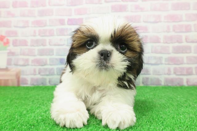 埼玉県のシーズー (Coo&RIKU所沢店/2025年11月19日生まれ/男の子/ホワイトゴールド)の子犬の1枚目の画像