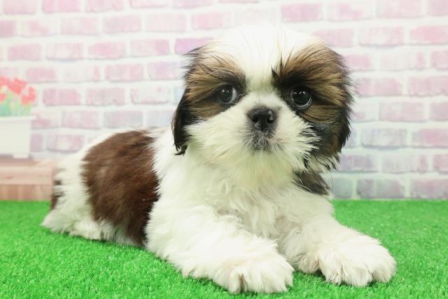 埼玉県のシーズー (Coo&RIKU所沢店/2025年11月19日生まれ/男の子/ホワイトゴールド)の子犬の3枚目の画像