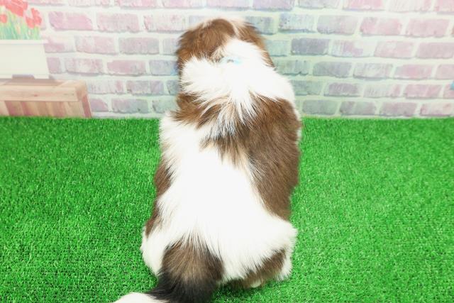 埼玉県のシーズー (Coo&RIKU所沢店/2025年11月19日生まれ/男の子/ホワイトゴールド)の子犬の4枚目の画像