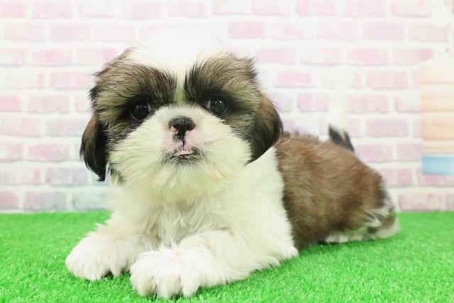 千葉県のシーズー (Coo&RIKUアクロスモール新鎌ケ谷店/2025年11月19日生まれ/男の子/ホワイトゴールド)の子犬の2枚目の画像