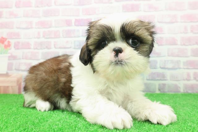 千葉県のシーズー (Coo&RIKUアクロスモール新鎌ケ谷店/2025年11月19日生まれ/男の子/ホワイトゴールド)の子犬の3枚目の画像