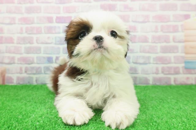 神奈川県のシーズー (Coo&RIKU横須賀店/2025年11月19日生まれ/男の子/ホワイトゴールド)の子犬の1枚目の画像