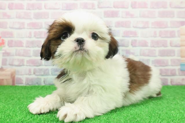 神奈川県のシーズー (Coo&RIKU横須賀店/2025年11月19日生まれ/男の子/ホワイトゴールド)の子犬の2枚目の画像