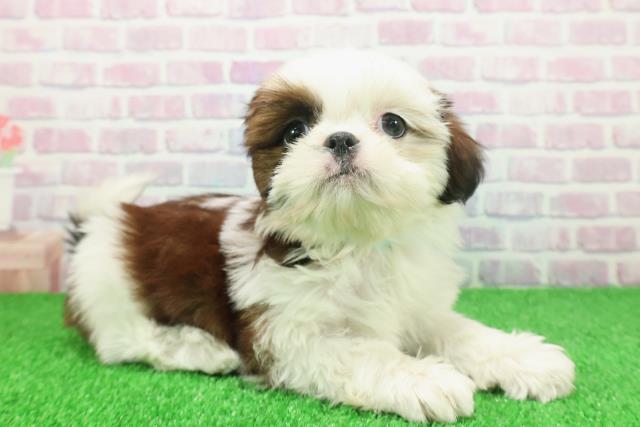 神奈川県のシーズー (Coo&RIKU横須賀店/2025年11月19日生まれ/男の子/ホワイトゴールド)の子犬の3枚目の画像