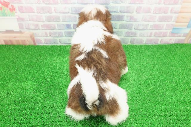 神奈川県のシーズー (Coo&RIKU横須賀店/2025年11月19日生まれ/男の子/ホワイトゴールド)の子犬の4枚目の画像