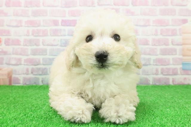 埼玉県のトイプードル(トイ) (Coo&RIKU岩槻店/2025年11月20日生まれ/男の子/クリーム)の子犬の1枚目の画像