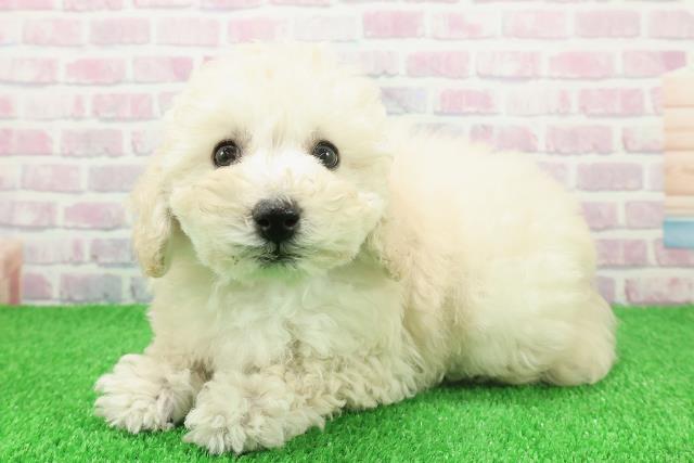 埼玉県のトイプードル(トイ) (Coo&RIKU岩槻店/2025年11月20日生まれ/男の子/クリーム)の子犬の2枚目の画像