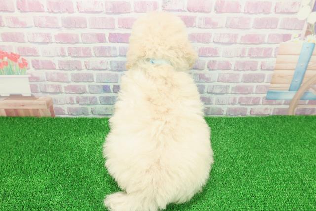 埼玉県のトイプードル(トイ) (Coo&RIKU岩槻店/2025年11月20日生まれ/男の子/クリーム)の子犬の4枚目の画像