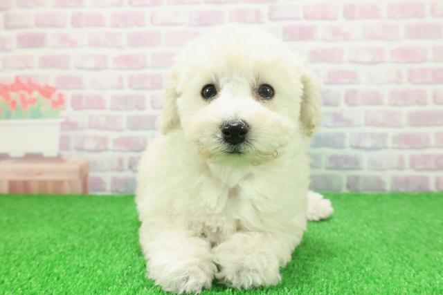 埼玉県のトイプードル(トイ) (Coo&RIKU春日部店/2025年11月20日生まれ/女の子/クリーム)の子犬の1枚目の画像