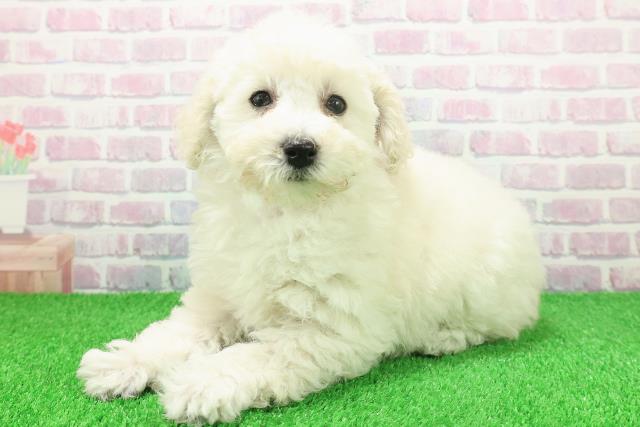 埼玉県のトイプードル(トイ) (Coo&RIKU春日部店/2025年11月20日生まれ/女の子/クリーム)の子犬の2枚目の画像