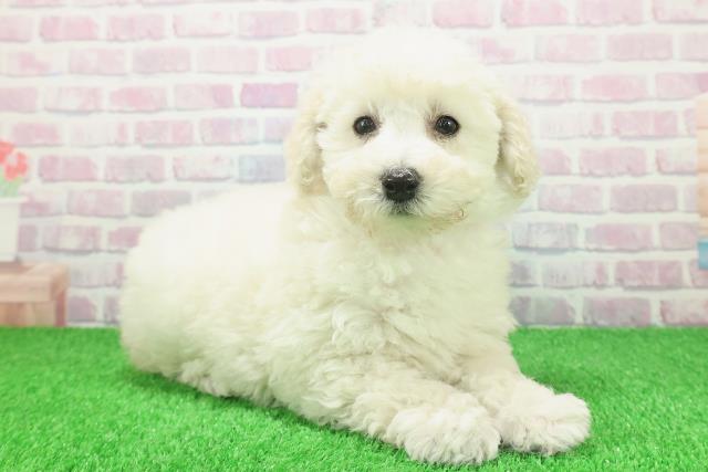 埼玉県のトイプードル(トイ) (Coo&RIKU春日部店/2025年11月20日生まれ/女の子/クリーム)の子犬の3枚目の画像