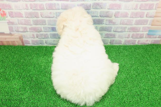 埼玉県のトイプードル(トイ) (Coo&RIKU春日部店/2025年11月20日生まれ/女の子/クリーム)の子犬の4枚目の画像