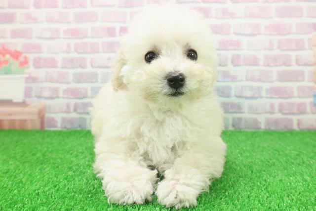 千葉県のトイプードル(トイ) (Coo&RIKUアクロスモール新鎌ケ谷店/2025年11月20日生まれ/女の子/クリーム)の子犬の1枚目の画像