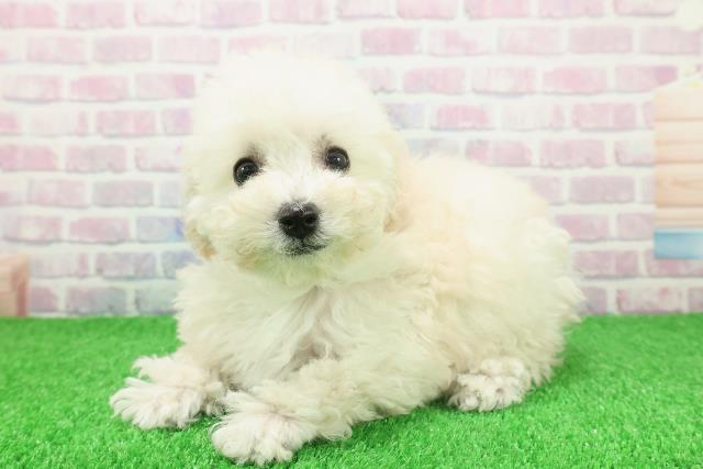 千葉県のトイプードル(トイ) (Coo&RIKUアクロスモール新鎌ケ谷店/2025年11月20日生まれ/女の子/クリーム)の子犬の2枚目の画像