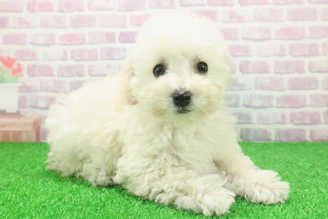 千葉県のトイプードル(トイ) (Coo&RIKUアクロスモール新鎌ケ谷店/2025年11月20日生まれ/女の子/クリーム)の子犬の3枚目の画像