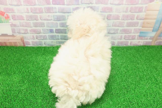 千葉県のトイプードル(トイ) (Coo&RIKUアクロスモール新鎌ケ谷店/2025年11月20日生まれ/女の子/クリーム)の子犬の4枚目の画像