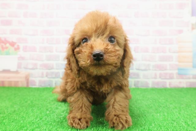 千葉県のトイプードル(トイ) (Coo&RIKU南柏店/2025年11月21日生まれ/女の子/レッド)の子犬の1枚目の画像