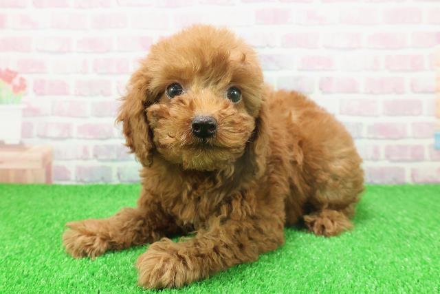 千葉県のトイプードル(トイ) (Coo&RIKU南柏店/2025年11月21日生まれ/女の子/レッド)の子犬の2枚目の画像