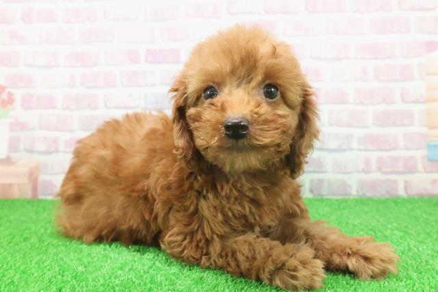 千葉県のトイプードル(トイ) (Coo&RIKU南柏店/2025年11月21日生まれ/女の子/レッド)の子犬の3枚目の画像