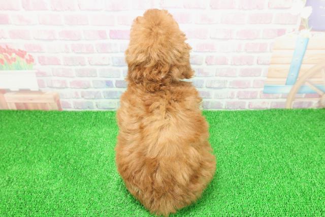 千葉県のトイプードル(トイ) (Coo&RIKU南柏店/2025年11月21日生まれ/女の子/レッド)の子犬の4枚目の画像