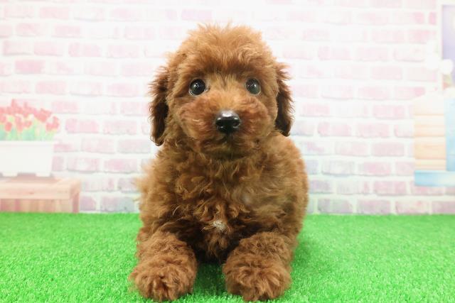 東京都のトイプードル(トイ) (Coo&RIKU武蔵小山店/2025年11月22日生まれ/男の子/レッド)の子犬の1枚目の画像