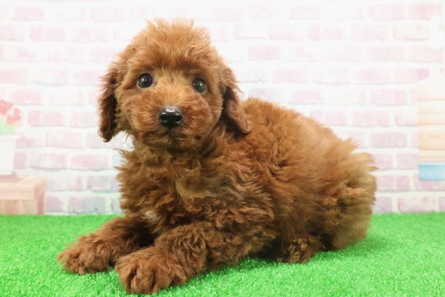 東京都のトイプードル(トイ) (Coo&RIKU武蔵小山店/2025年11月22日生まれ/男の子/レッド)の子犬の2枚目の画像