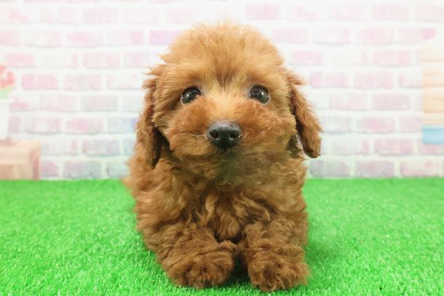 東京都のトイプードル(トイ) (Coo&RIKU下北沢店/2025年11月22日生まれ/女の子/レッド)の子犬の1枚目の画像