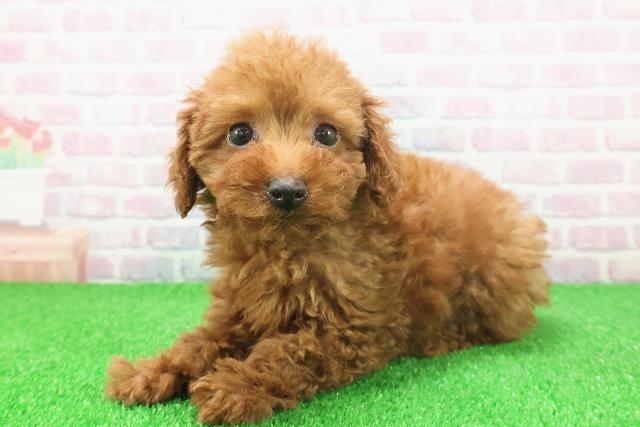 東京都のトイプードル(トイ) (Coo&RIKU下北沢店/2025年11月22日生まれ/女の子/レッド)の子犬の2枚目の画像