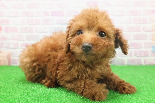 東京都のトイプードル(トイ) (Coo&RIKU下北沢店/2025年11月22日生まれ/女の子/レッド)の子犬の3枚目の画像