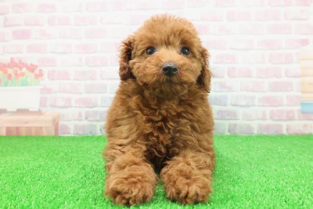 神奈川県のトイプードル(トイ) (Coo&RIKU江の島店/2025年11月22日生まれ/女の子/レッド)の子犬の1枚目の画像