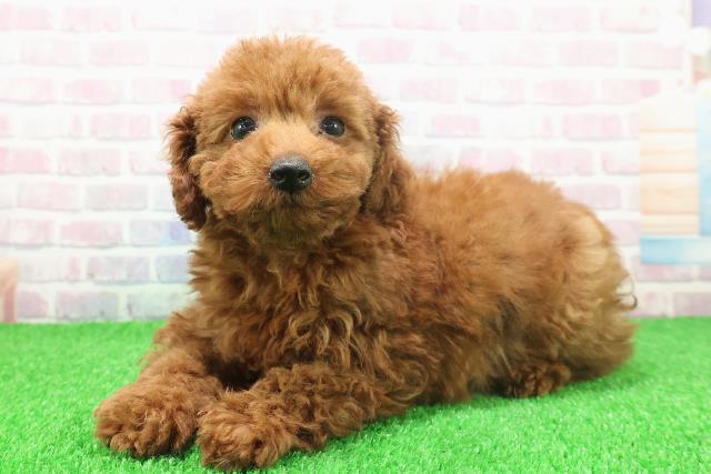 神奈川県のトイプードル(トイ) (Coo&RIKU江の島店/2025年11月22日生まれ/女の子/レッド)の子犬の2枚目の画像