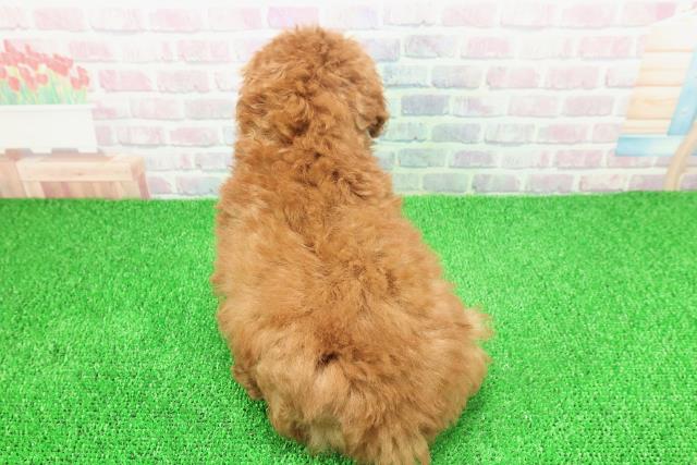 神奈川県のトイプードル(トイ) (Coo&RIKU江の島店/2025年11月22日生まれ/女の子/レッド)の子犬の4枚目の画像