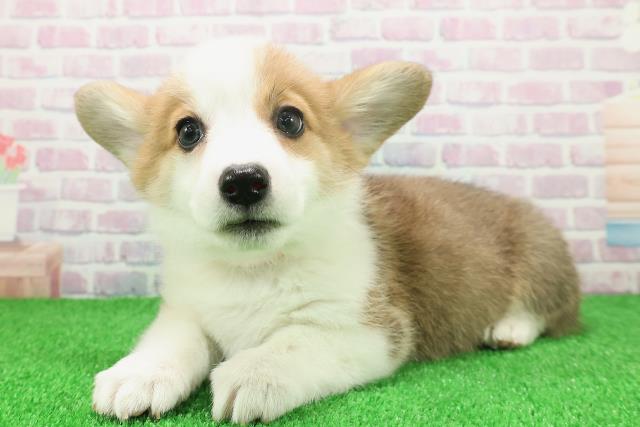 栃木県のウェルシュコーギーペンブローク (Coo&RIKUFKDインターパーク店/2025年11月22日生まれ/女の子/レッドホワイト)の子犬の2枚目の画像